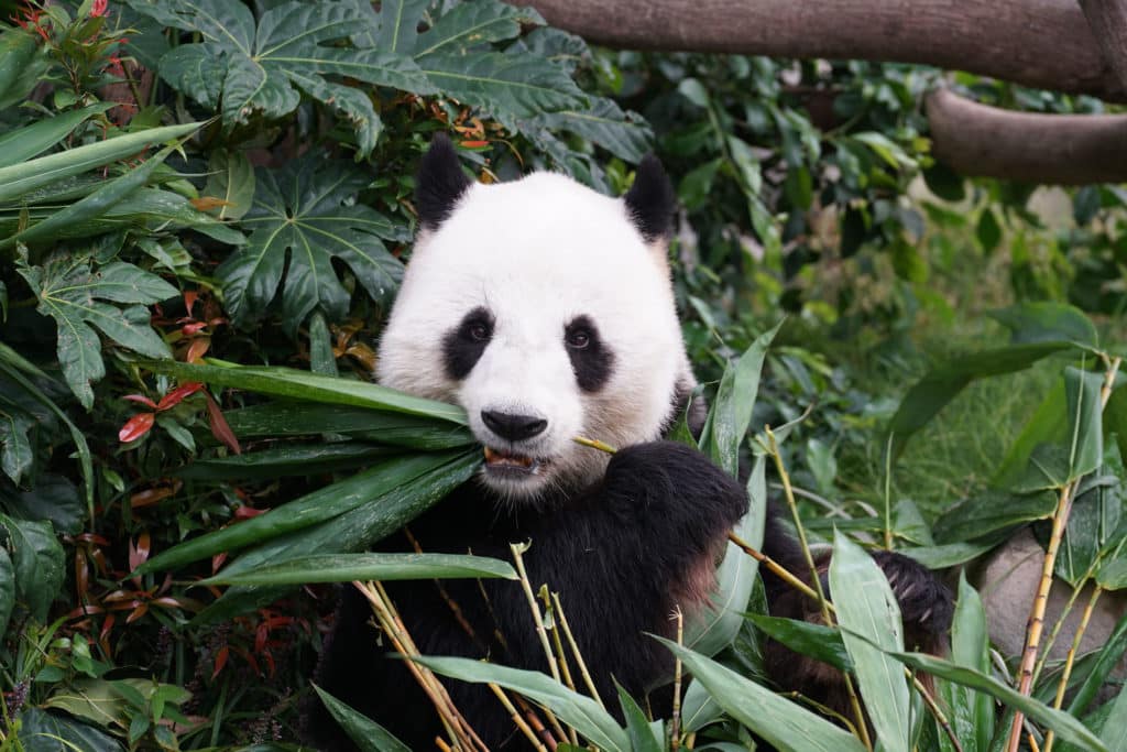 Free Activities in Washington DC For Families And Kids
